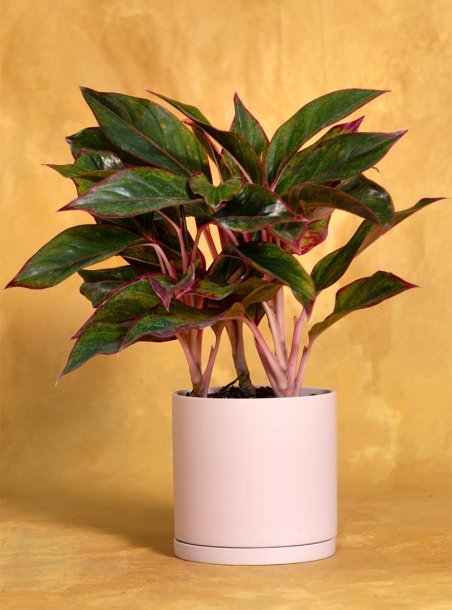 https://www.seedsoflife.com/mm5/graphics/00000001/1/aglaonema-creta_452x610.jpg