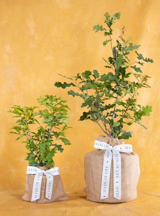 Buy Plants As Return Gifts online from Nurserylive at lowest price.